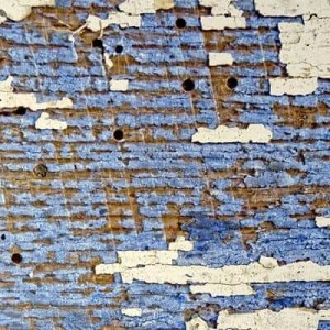 carcoma-madera